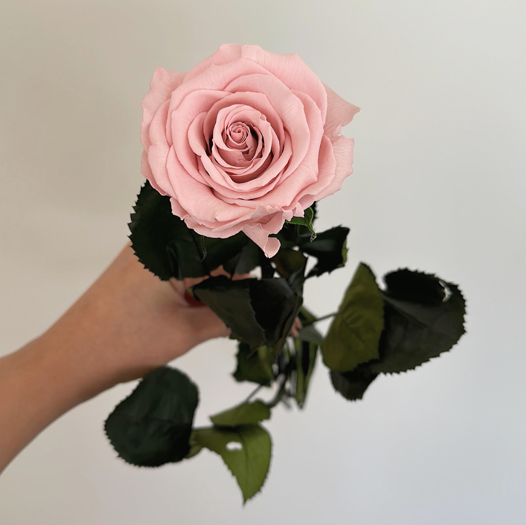 Rosa eterna de tallo largo